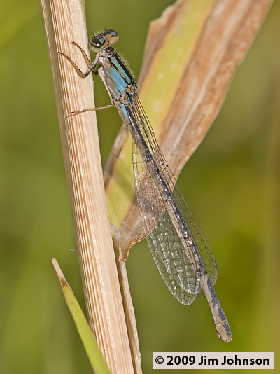 Enallagma ebrium 20080824_0065, Marsh Bluet