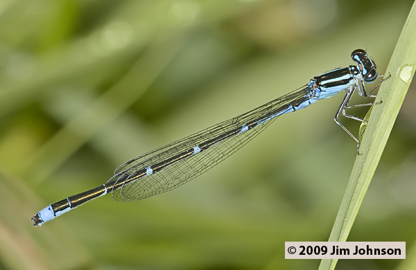 Enallagma exsulans 20090529_0003, Stream Bluet