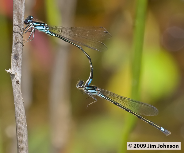 Enallagma geminatum 20080509_0101, Skimming Bluet