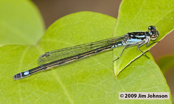 Enallagma geminatum 20080512_0717, Skimming Bluet