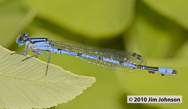 Enallagma hageni 20100622_0157, Hagen's Bluet