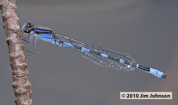 Enallagma minusculum 20100623_0046, Little Bluet