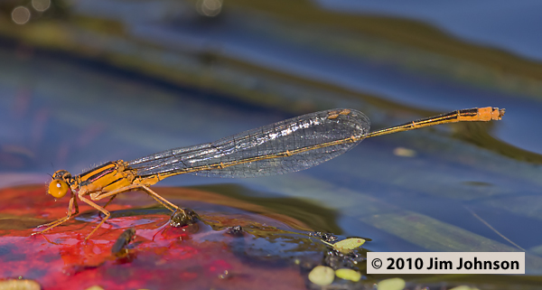 Enallagma pollutum 20101110_0090, Florida Bluet