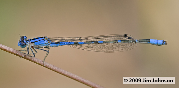 Enallagma praevarum 20070729_0352, Arroyo Bluet
