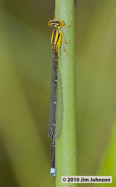 Enallagma vesperum 20100623_0054, Vesper Bluet