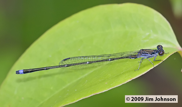 Enallagma weewa 20080512_0630, Blackwater Bluet