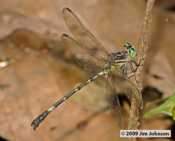 Epigomphus occipitalis 20091013_2462