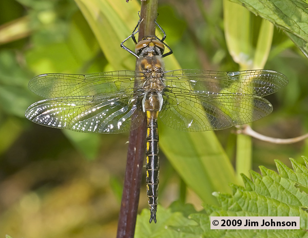 Epitheca spinigera 20090516_0089, Spiny Baskettail