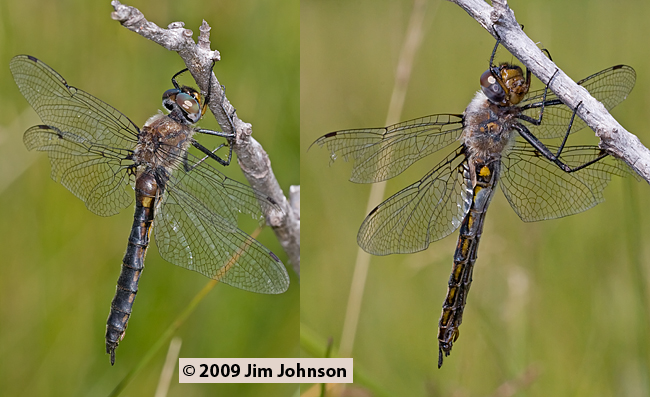 Epitheca spinigera 20090711_0114-0126, Spiny Baskettail