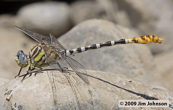Erpetogomphus compositus 20080728_0236, White-belted Ringtail
