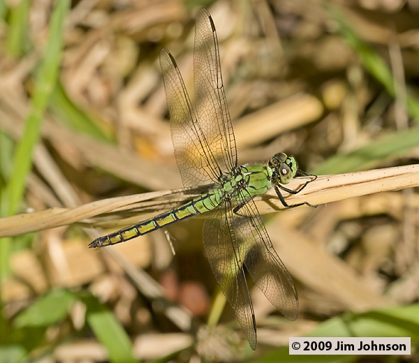 Erythemis collocata 20070709_0018, Western Pondhawk