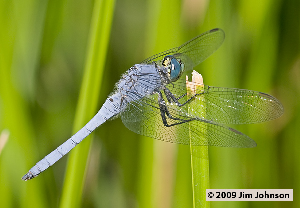 Erythemis collocata 20070722_0081, Western Pondhawk
