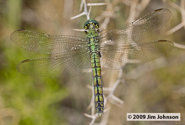 Erythemis collocata 20070805_0935, Western Pondhawk