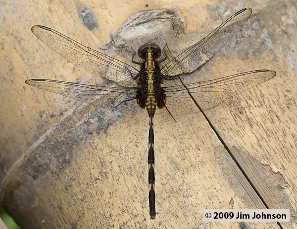 Erythemis plebeja 20080412_1875, Pin-tailed Pondhawk