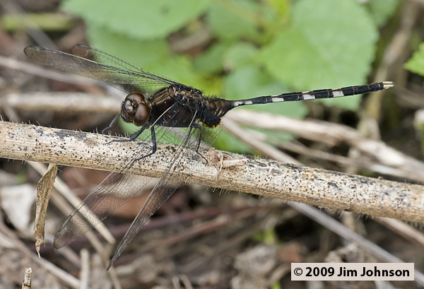 Erythemis plebeja 20080412_1888, Pin-tailed Pondhawk