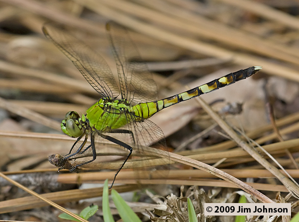 Erythemis simplicicollis 20080509_0066, Eastern Pondhawk