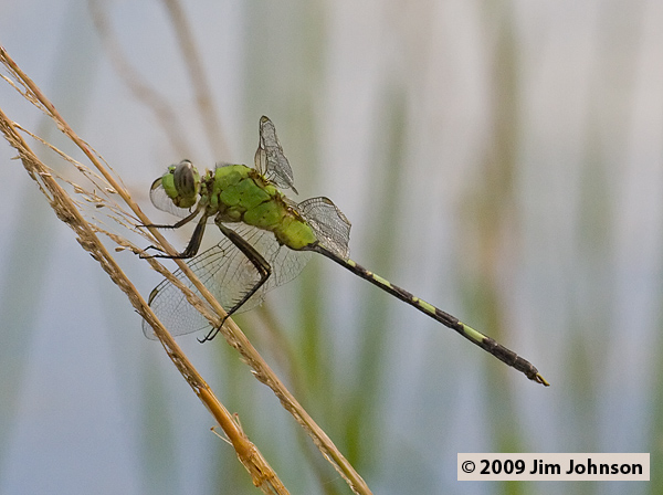 Erythemis vesiculosa 20080410_1647, Great Pondhawk