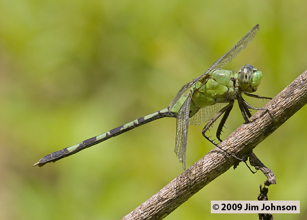 Erythemis vesiculosa 20080412_1827, Great Pondhawk