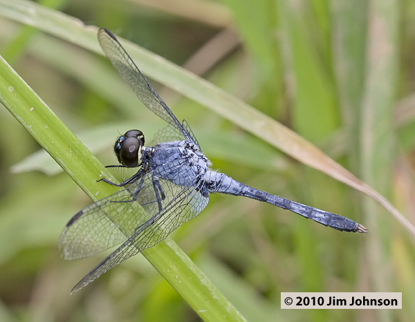 Erythrodiplax andagoya 20100302_1290
