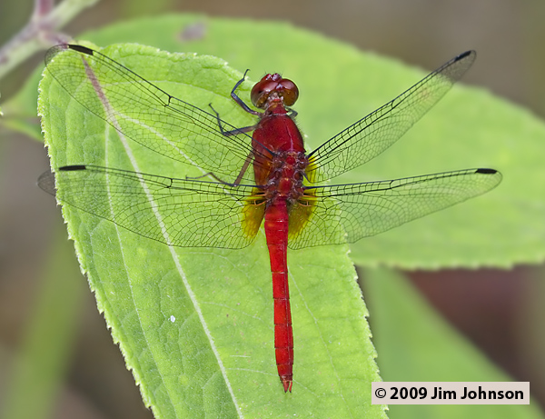 Erythrodiplax castanea 20091011_1725
