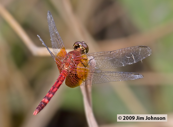 Erythrodiplax fervida 20080409_1546