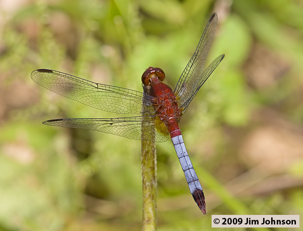 Erythrodiplax fusca 20080403_0938, Red-faced Dragonlet