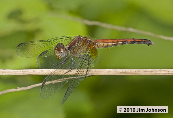 Erythrodiplax fusca 20100222_0011, Red-faced Dragonlet