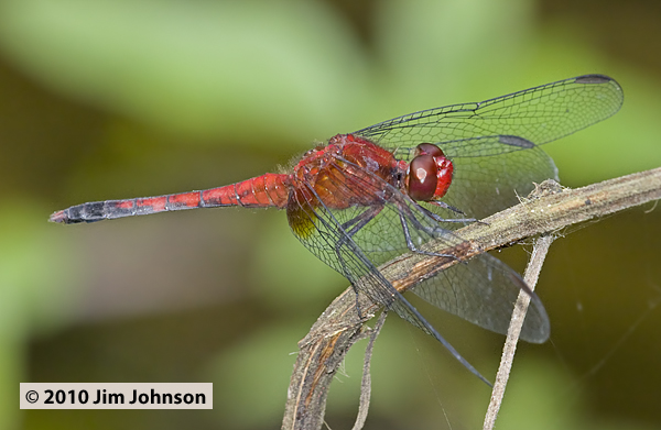 Erythrodiplax fusca 20100222_0026, Red-faced Dragonlet