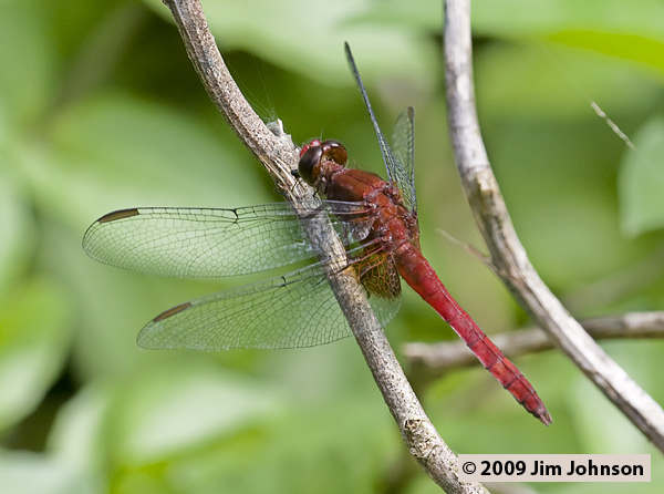 Erythrodiplax ines 20080331_0693