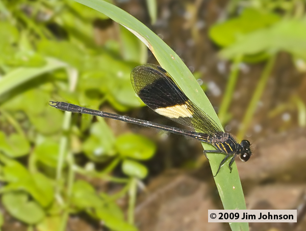 Euthore fasciata 20091016_3171