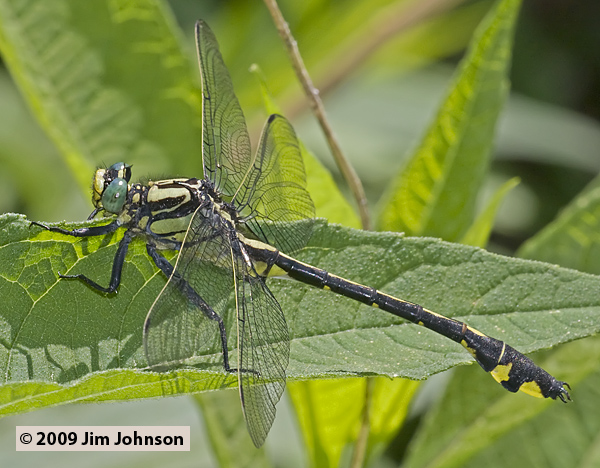 Gomphurus lineatifrons 20090530_0022, Splendid Clubtail