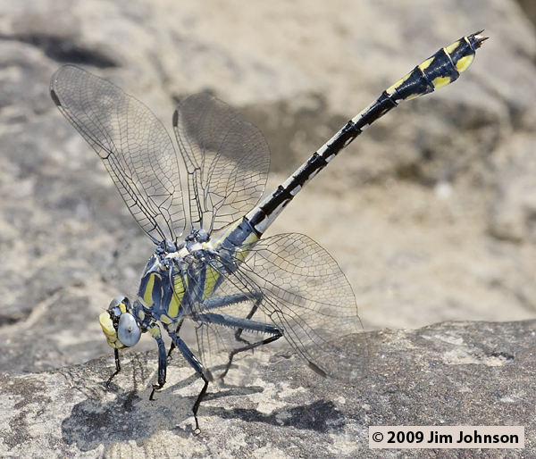 Gomphurus lynnae 20080705_0030, Columbia Clubtail
