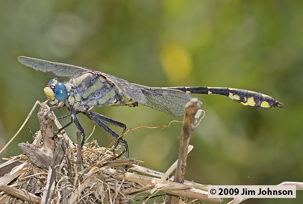 Gomphurus lynnae 20080803_0105, Columbia Clubtail
