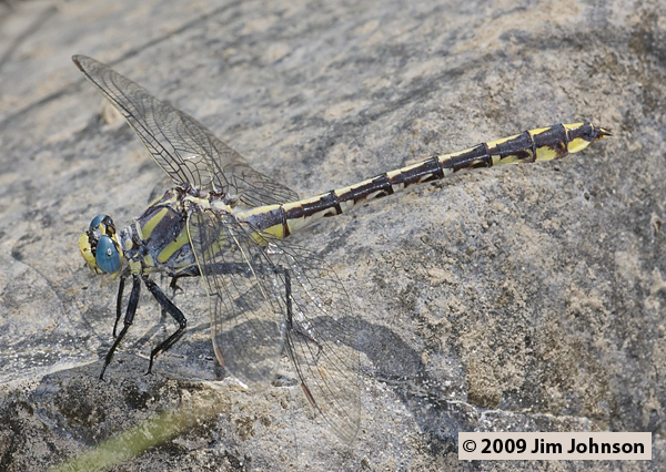Gomphurus lynnae 20080803_0136, Columbia Clubtail