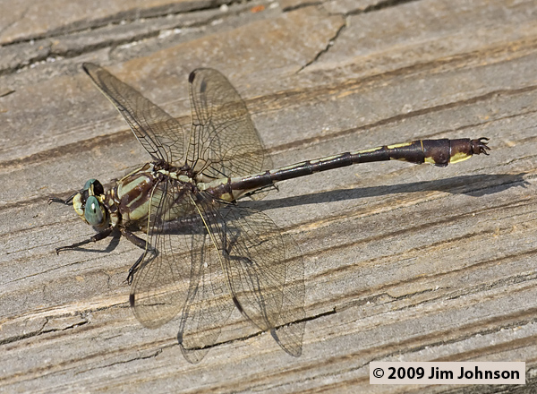 Gomphurus septima 20080509_0060, Septima's Clubtail