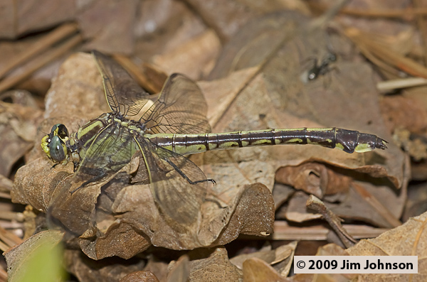 Gomphurus septima 20080509_0163, Septima's Clubtail