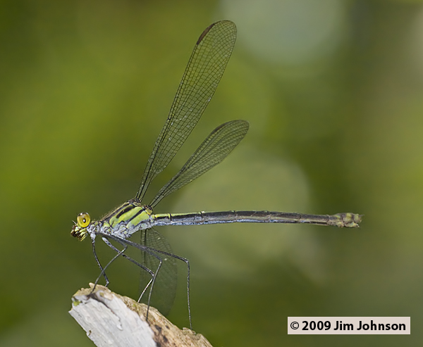 Heliocharis_amazona_20091012_1931