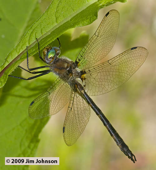Helocordulia uhleri 20090601_0063, Uhler's Sundragon