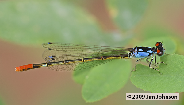 Hesperagrion heterodoxum 20070731_0614, Painted Damsel