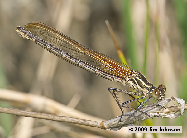 Hetaerina americana 20070519_0132, American Rubyspot Hetaerina americana 20070519_0132, American Rubyspot
