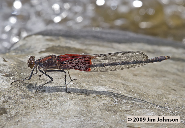Hetaerina americana 20070519_0201, American Rubyspot Hetaerina americana 20070519_0201, American Rubyspot