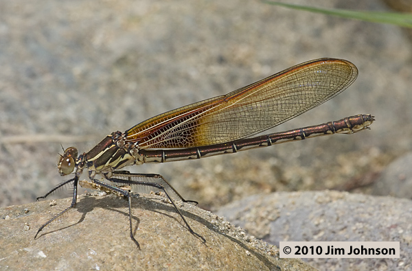Hetaerina americana 20100705_0003, American Rubyspot Hetaerina americana 20100705_0003, American Rubyspot