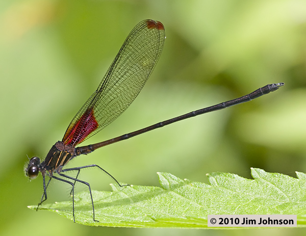 Hetaerina aurora 20100306_1647