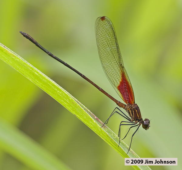 Hetaerina caja 20080328_0221