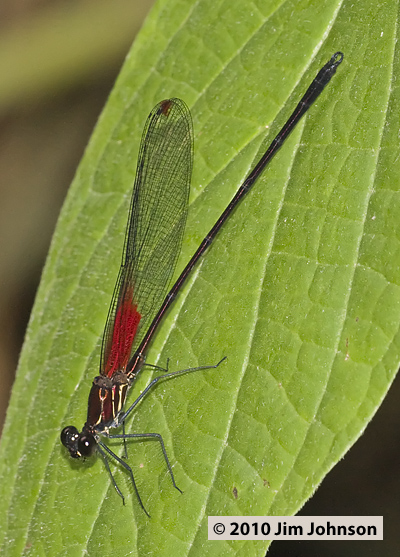 Hetaerina miniata 20100223_0515