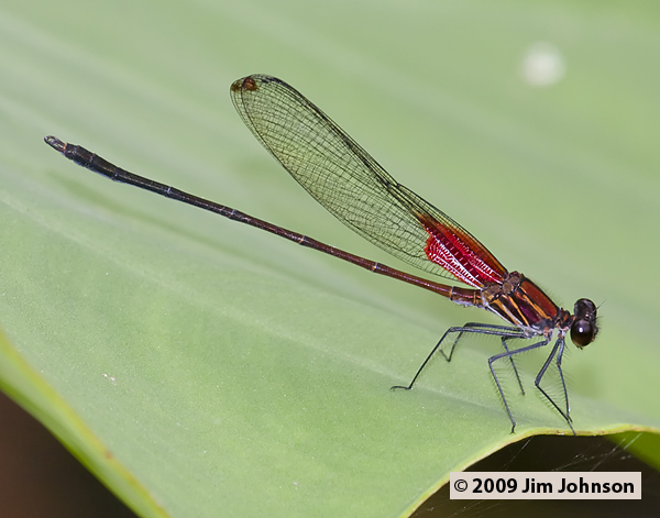 Hetaerina occisa 20090503_0717
