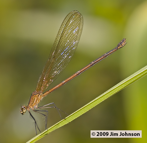 Hetaerina sanguinea 20091005_0290