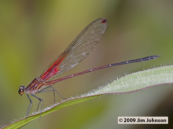 Hetaerina sanguinea 20091008_0923