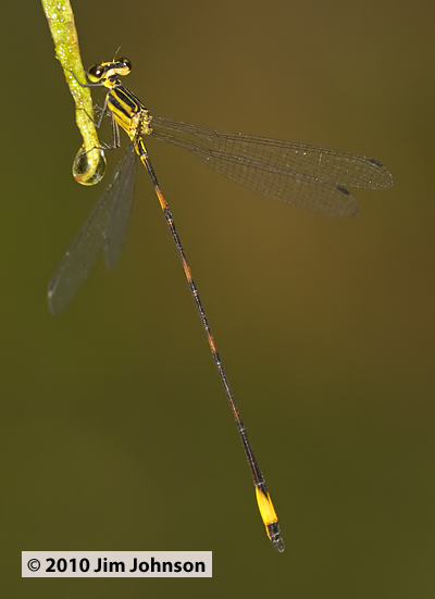 Heteragrion aequatoriale 20091006_0519