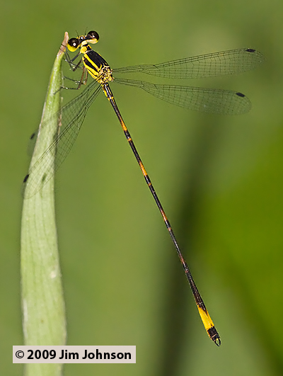 Heteragrion angustipenne 20091015_2955
